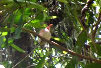 Der Pingpongballvogel