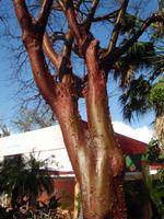 Touristenbaum, amerikanischer Balsam