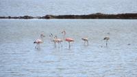 0180 Fahrt nach Baracoa - Flamingos