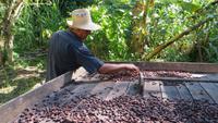 0286 Finca Duaba - Kakaoherstellung