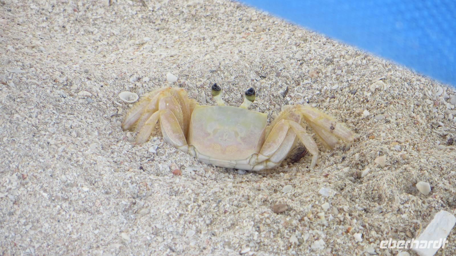 0693 Trinidad -am Hotelstrand - Krabbe