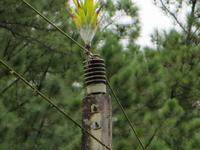 0737 Fahrt mit dem Lkw zum Ausgangspunkt unserer Wanderung - Bromelie