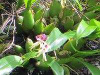0753 Wanderung im Parque Guanayara - Orchidee