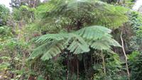 0806 Rückfahrt von der Wanderung im Parque Guanayara - Baumfarn