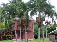 0920 Santa Clara - Palmen