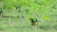 0934 Santa Clara -Papaya-Plantage