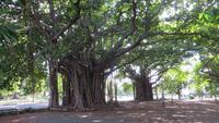 1037 Havanna - Oldtimerrundfahrt - riesige Bäume