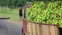 1218 Fahrt nach Pinar del Rio - Bananen-Transport