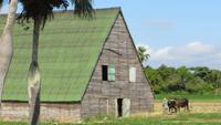 1225 Fahrt nach Pinar del Rio - Ochsengespann und Tabakhaus