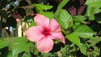 1295 Vinales - Hibiskus