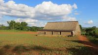 1309 Vinales - Tabakfeld und Tabakhaus