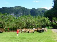 Faszination Kuba: Zigarren, Rum, karibisches Flair - Rundreise - Mural de la Prehistoria