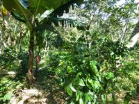 Faszination Kuba - Rundreise - Exkursion nach Guanayara Park (Sierra del Escambray)