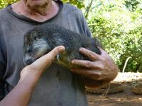 Faszination Kuba - Rundreise - Exkursion nach Guanayara Park (Sierra del Escambray)