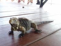 Faszination Kuba - Rundreise - Katamaran-Ausflug zur Insel Cayo Blanco