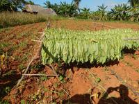 Trocknung von Tabakblättern