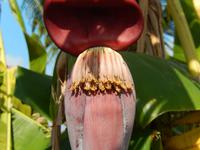 Bananenblüte