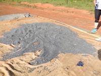 Trocknung schwarzer Bohnen