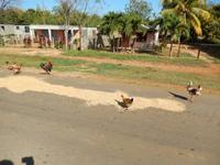 Trocknung von Getreide 