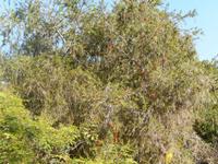 im Botanischen Garten