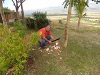 Zubereitung einer Kokos-Erfrischung