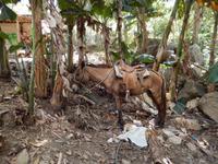 geduldiges Arbeitstier