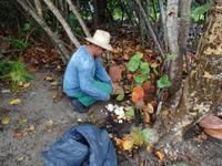 Gärtner bereitet Kokoserfrischung