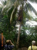 24 beim Kokosnuss holen