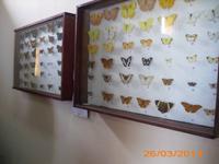 Schmetterlingsarten des Landes - Museo Matachin in Baracoa