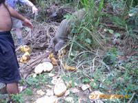 Schweine essen Kokosnüsse