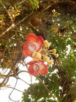 Pinar del Rio - Vinales - Rundreise Kuba - Sonneninsel der Karibik von Ost nach West