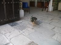 Rundgang durch das historische Zentrum von 