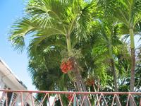 Rundgang durch Cojimar