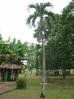 Finca 