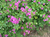 Rundgang durch Cienfuegos