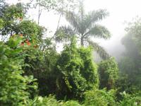 LKW-Fahrt zum Guanayara Naturpark