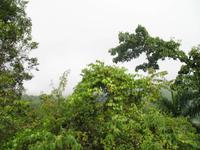 LKW-Fahrt zum Guanayara Naturpark