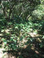 Wanderung im Guanayara Naturpark