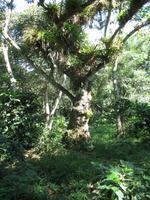 Wanderung im Guanayara Naturpark