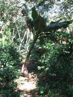 Wanderung im Guanayara Naturpark