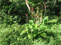 Wanderung im Guanayara Naturpark