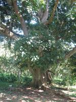 Wanderung im Guanayara Naturpark