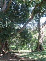 Wanderung im Guanayara Naturpark