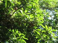 Wanderung im Guanayara Naturpark