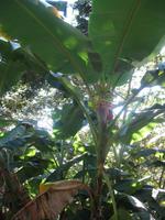 Wanderung im Guanayara Naturpark