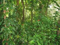 Wanderung im Guanayara Naturpark