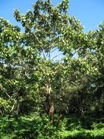 Wanderung im Guanayara Naturpark