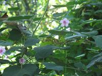 Wanderung im Guanayara Naturpark