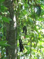 Wanderung im Guanayara Naturpark