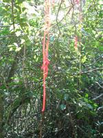 Wanderung im Guanayara Naturpark